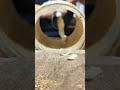 shaving and smoothing inner surface of round bamboo tube using specialized curved scrapper tool