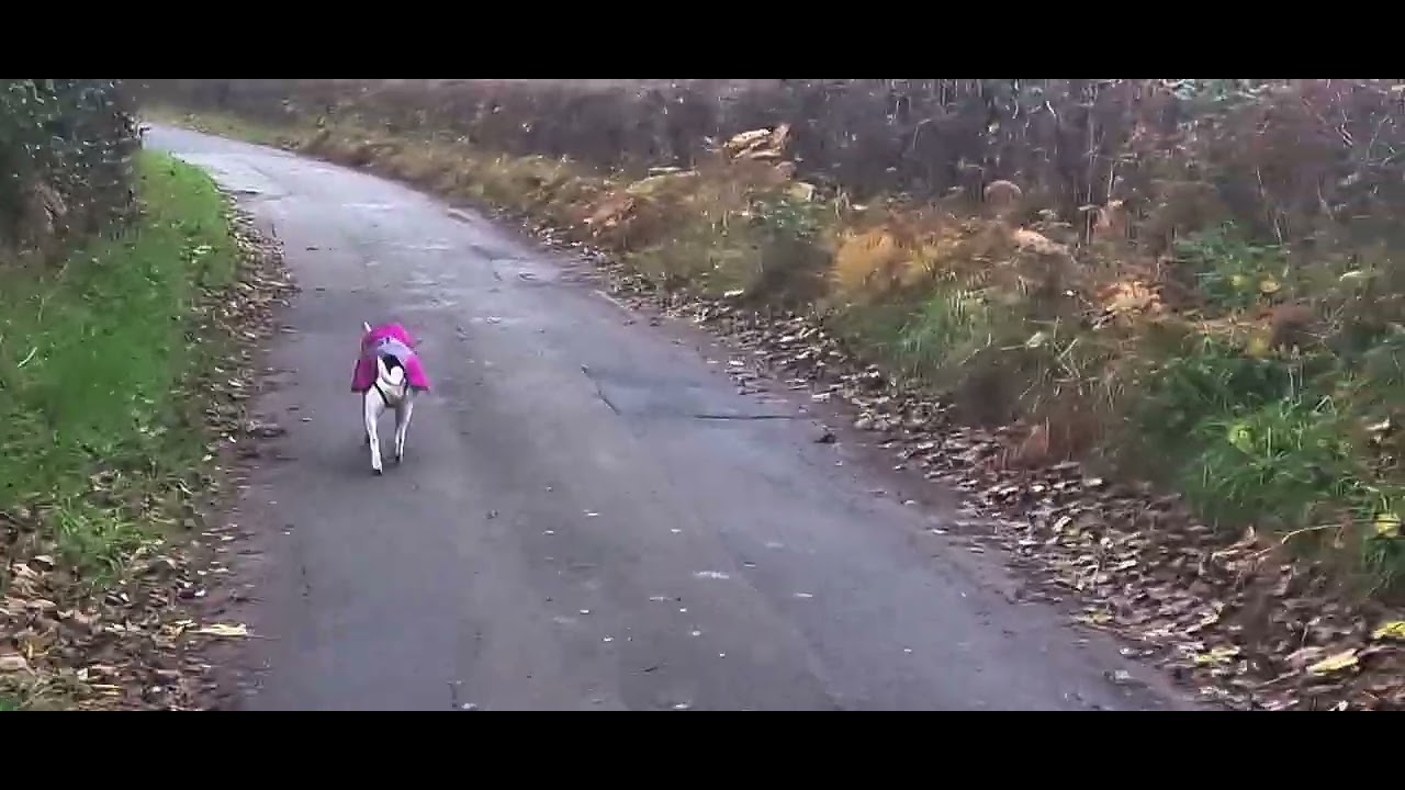 Ruby on a walk with her new coat on - YouTube