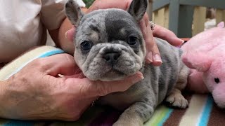 Merle Frenchies 4 weeks old