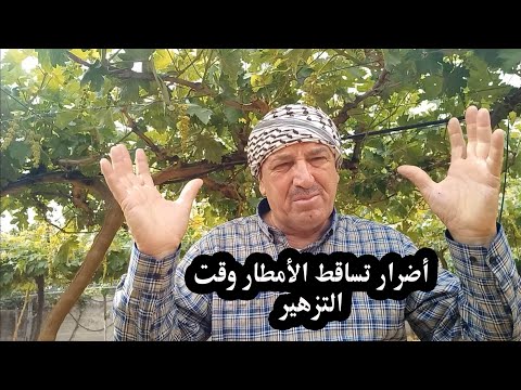 اضرار كبير بسبب تساقط الامطار وقت التزهير وطريقة المعالجة