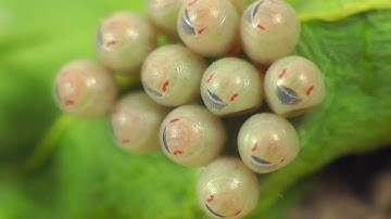 Stink Bug Eggs Time Lapse