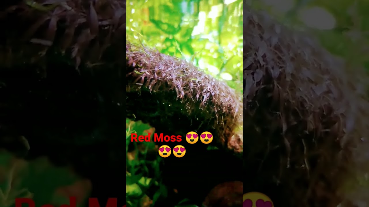 රතු පාසි. 😍😍 Red moss ###