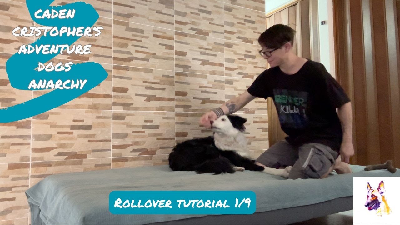 Rollover 1/9: luring a rollover trick & putting it on a verbal cue in 9 short sessions! Dog training