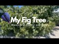 My Fig Tree | Blessings of Figs for your Body