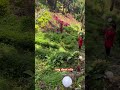 ang dami nila #nature #adventuretravel #quicktrip #travel #adventure #satisfying # shortviral