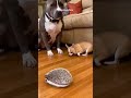 Hedgehog Imitation Gone Wrong Dog Funnyanimals Pets Funnydogs Shortsfeed Viralshorts Hedgehog Imitation Gone Wrong Dog Funnyanimals Pets Funnydogs Shortsfeed Viralshorts