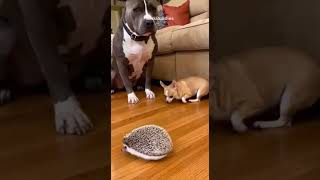 Hedgehog Imitation Gone Wrong