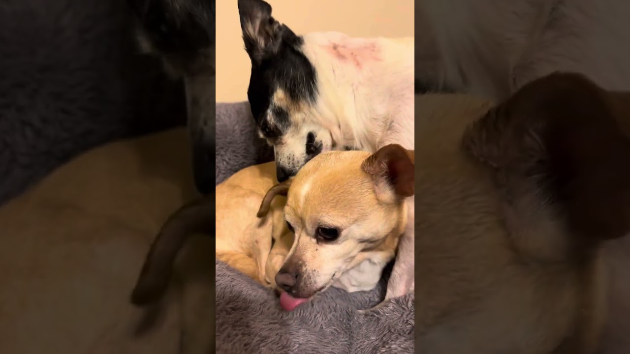 Lizzie & Bailey ASMR