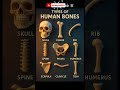 🦴 Types of Human Bones #trending #shorts #trend #shortsfeed #anatomy #shuffle #viral #neet #tutorial
