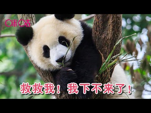 萌萌哒！小熊猫爬上树却下不来了 Help me to get down the tree.