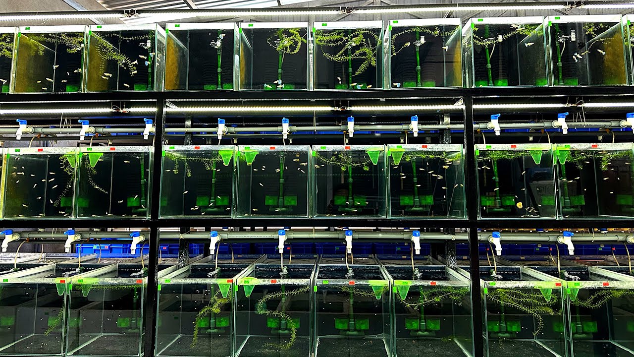 Những Dòng Cá Bảy Màu Đẹp Đang Được Nuôi Tại Trại | Dat Guppy