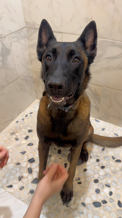 Nyrah heads to her forever home this weekend.Our hearts are so full, pls wish her the happiest life!