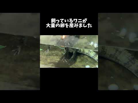 飼っているワニが大量の卵を産みました #shorts