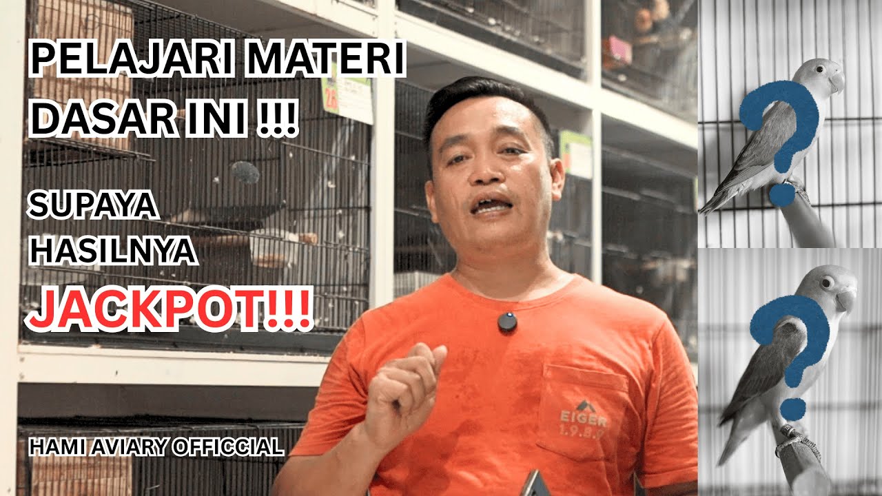 MATERI INI WAJIB DI KETAHUI PEMULA LOVEBIRD !!! | HAMI AVIARY 04
