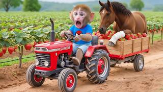 Monkey Nana Harvests Strawberries And Rescues A Horse From A Dangerous Railway