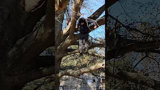 Scary Tree Jump #parkour #freerunning