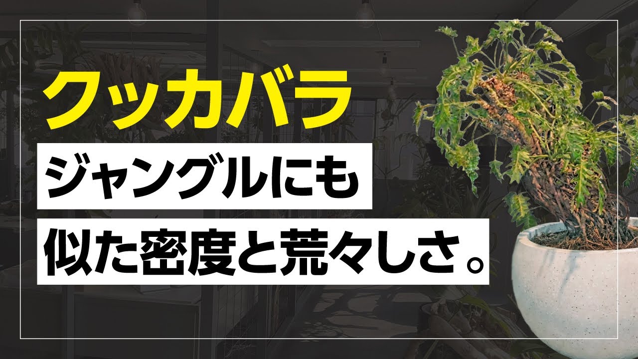 道なき道を、編んでゆく - クッカバラ｜商品｜ 樹利丸 園芸店