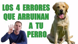 4 ERRORES que Cometes con Tu CACHORRO que ARRUINARÁN su Comportamiento