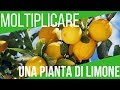 COME FARE UNA TALEA E MARGOTTA | MARGOTTA DI LIMONE | ORTO E GIARDINAGGIO