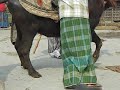 RakhiSawantCatWalk