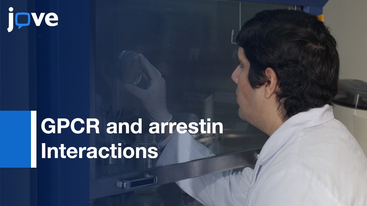 GPCR and arrestin Interactions Analysis to Accelerate Drug Discovery | Protocol Preview