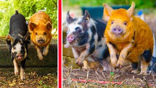 Wild Pig Racing! - Who Will Be the Fastest in the Woods?