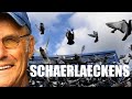 #racingpigeon #pigeonfancier Famous Pigeon Fancier l Ad Schaerlaeckens (Mister Orleans)