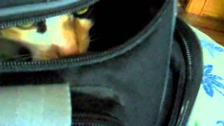 Ninja Cat in Camera Bag