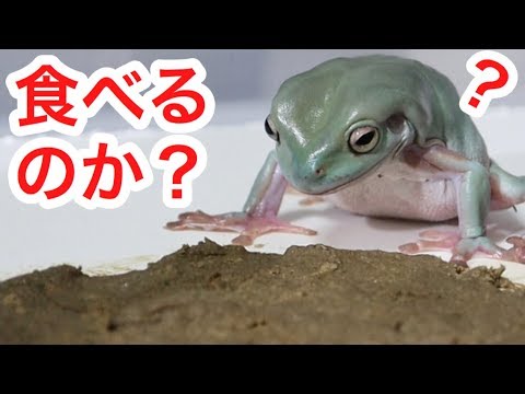 カエルは地面に張り付いた餌を食べるのか 検証してみた Youtube