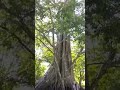 Árbol Chipio (Ficus sp.), Caparo, Barinas