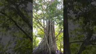 Árbol Chipio (Ficus sp.), Caparo, Barinas