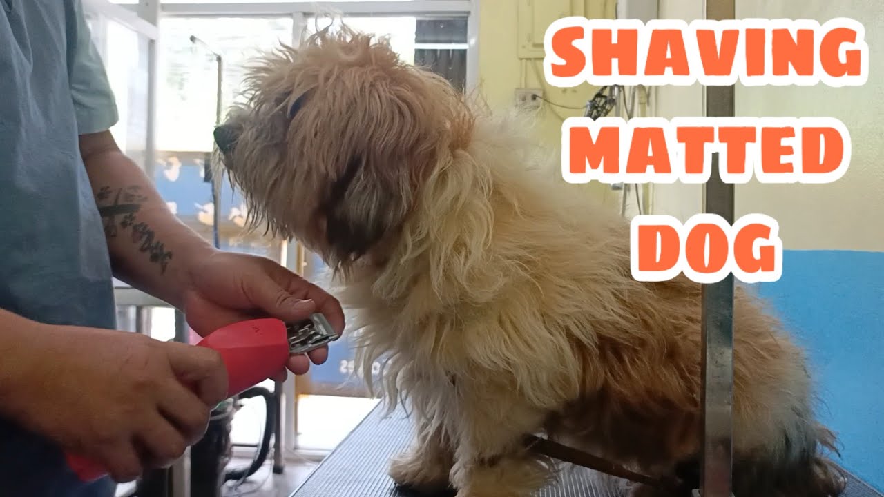 Shaving matted doggy 8mons. Without grooming standards