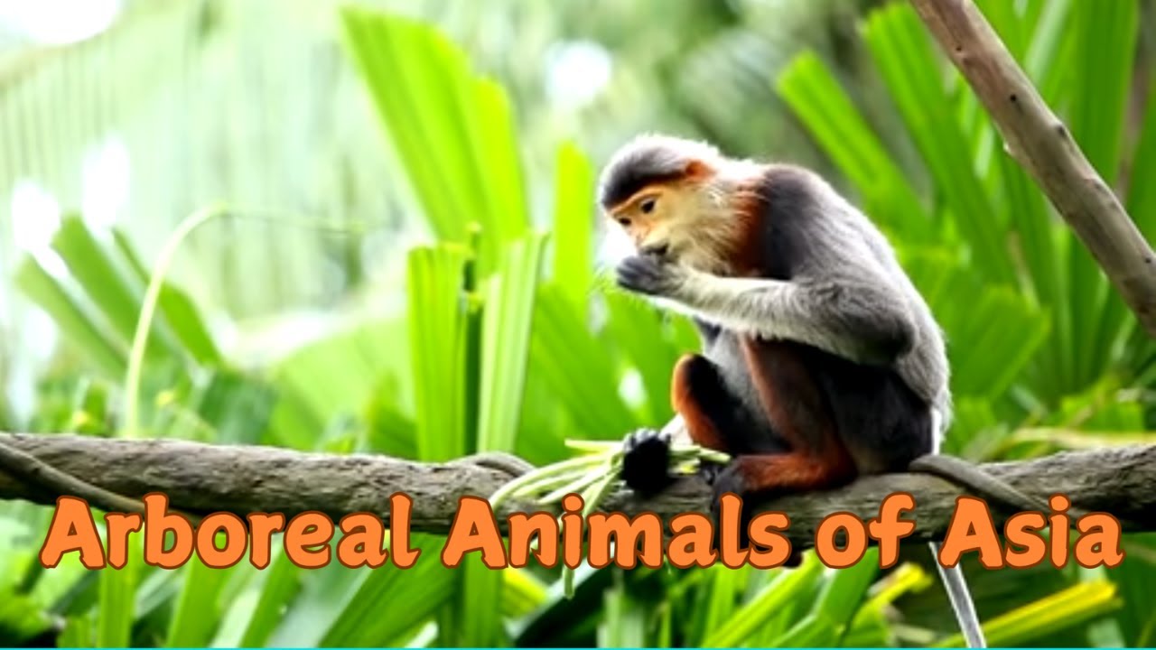 Kids Edition | Asia’s Arboreal Animals - Animals that Lives in Trees