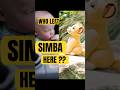Who Left Simba Here Short 4 Who Left Simba Here Short 4