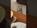 サンマがほしいにゃんこ#shorts