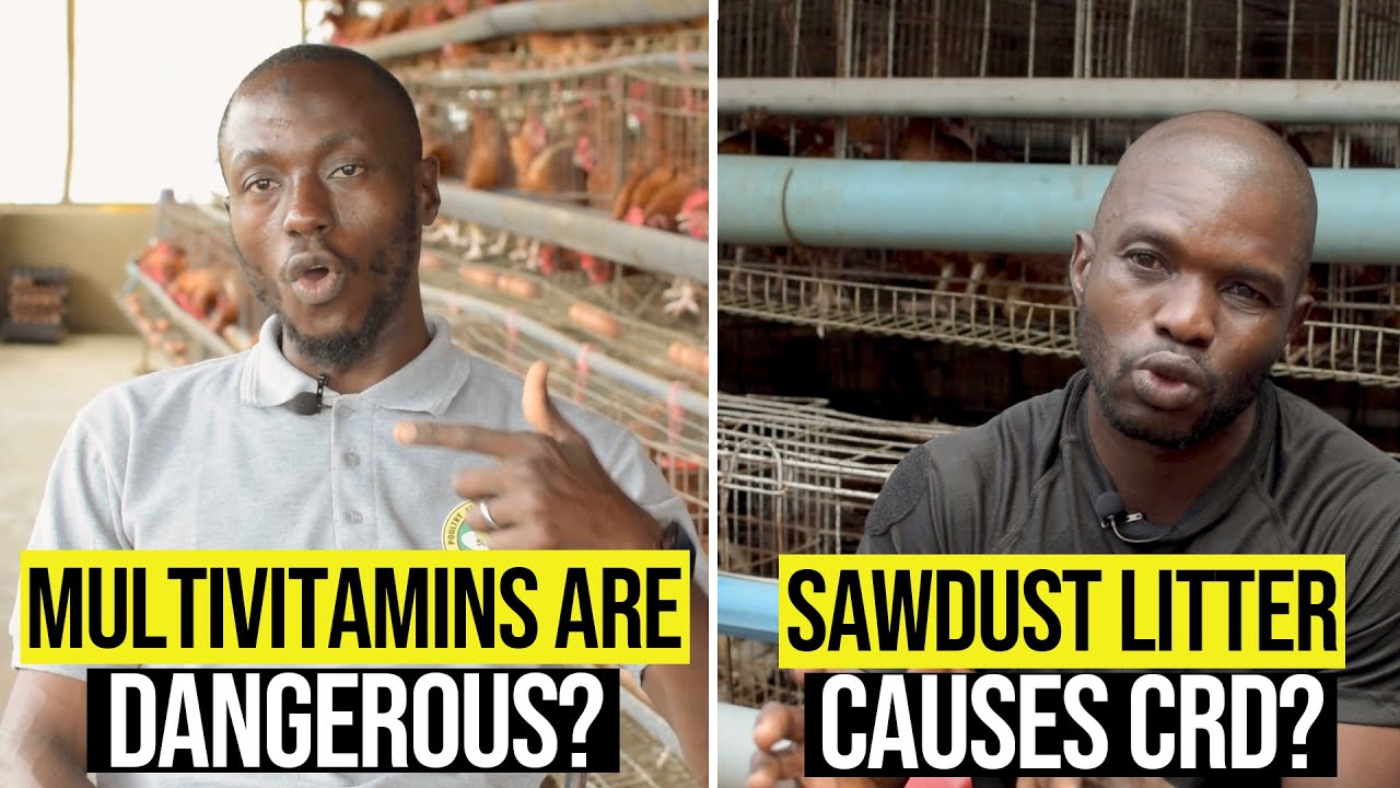 8 Ways To Accidentally Kill Your Chickens | Poultry Farming