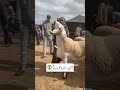 أكبر خروف صردي لسنة2026 حولي ملكي عامر ماشاء الله خروف العيد كبش العيد خروف صردي المغرب جزائر
