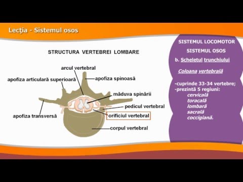 SISTEMUL OSOS