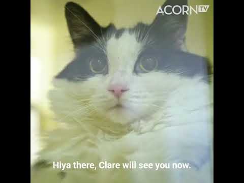 Cat Hospital - Acorn TV - Trailer