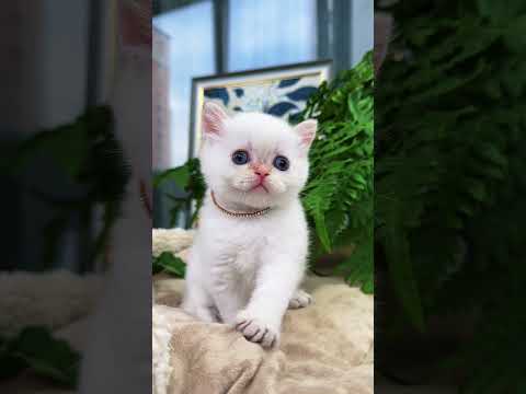 Два свободных мальчика в поиске семьи ☀️❤️ #шотландскиекотята