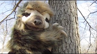 Silas Sloth Climbs a Tree