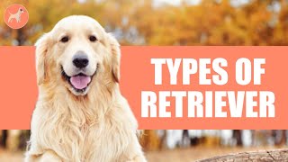 6 Types of Retriever Dog Breeds
