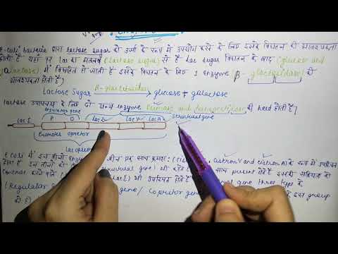 वीडियो: लाक ऑपेरॉन कक्षा 12 क्या है?