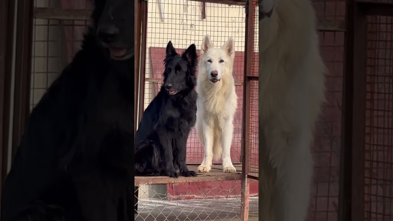 Black German shepherd dog Ghar. 