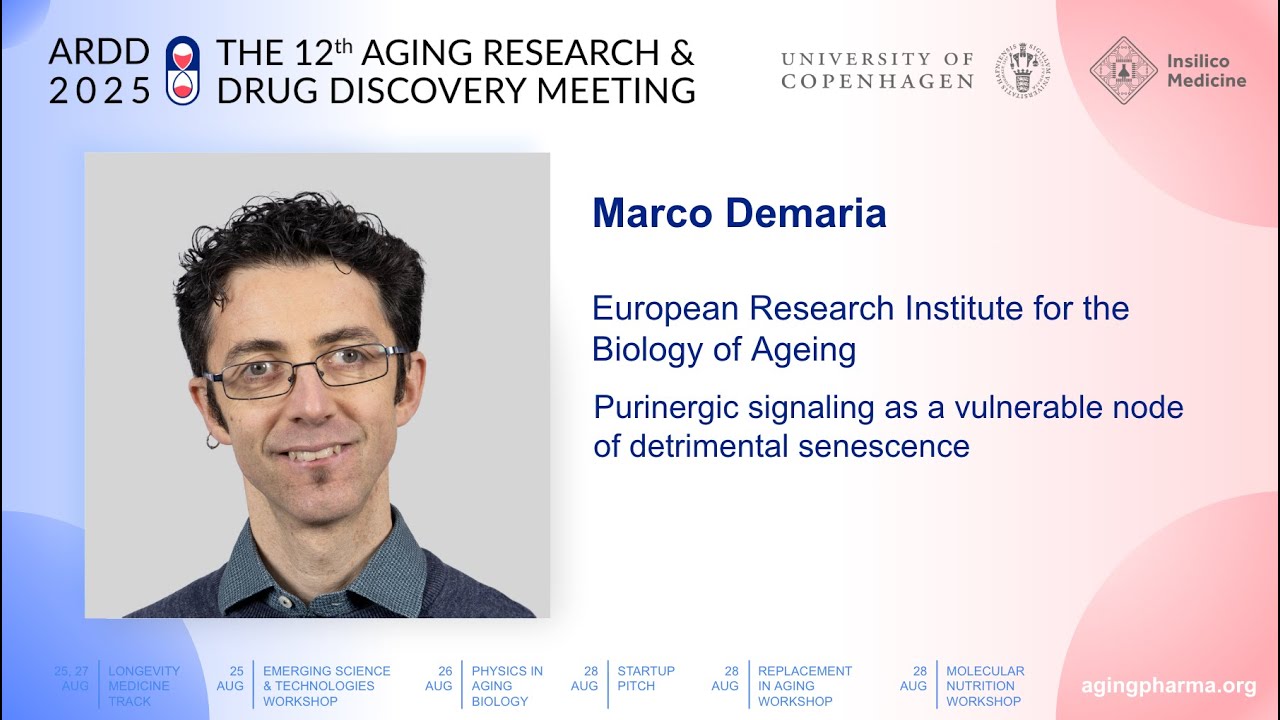 Marco Demaria at ARDD2025: Purinergic signaling as a vulnerable node of detrimental senescence