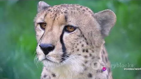 Apex Predators: Importance in Nature