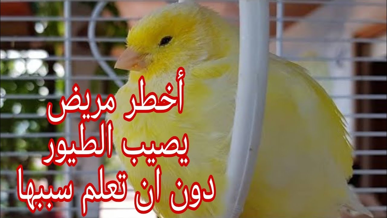 مرض الصرع (عدم التوازن) عند الكناري والحسون والعلاج المناسب لها