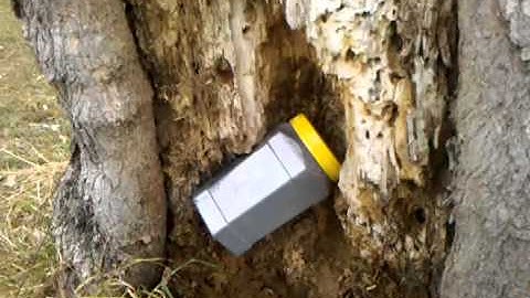 Tannerite tree removal part 1