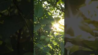iPhone 11 Pro VS Sony a7iii #photography #sonya7iii #youtubeshorts #iphone11pro