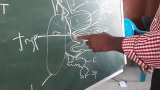 Biology Lesson 2 Continue